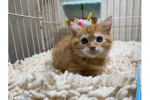 成約済の千葉県のスコティッシュフォールド-30604の9枚目